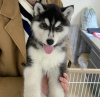 Photo №1. siberian husky - for sale in the city of Munich | negotiated | Announcement № 119717