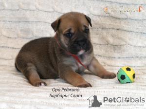Photo №3. Puppies CA DE BO. Russian Federation