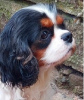 Photo №1. cavalier king charles spaniel - for sale in the city of Kruševac | negotiated | Announcement № 96089