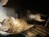 Additional photos: RuddySomali long haired kittens