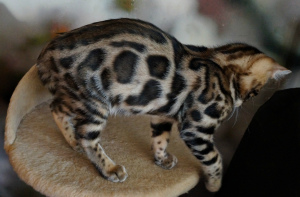 Additional photos: Leopard in miniature