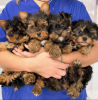 Photo №1. yorkshire terrier - for sale in the city of Гамбург | negotiated | Announcement № 48907