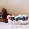 Photo №1. dachshund - for sale in the city of Hartford | 400$ | Announcement № 109923