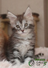 Photo №2 to announcement № 9836 for the sale of maine coon - buy in Russian Federation private announcement, from nursery, breeder