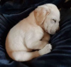 Photo №3. A GOLDEN LABRADOR PUPPY. France