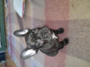 Photo №2 to announcement № 95740 for the sale of french bulldog - buy in Italy private announcement