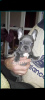 Photo №1. french bulldog - for sale in the city of Kiev | 1057$ | Announcement № 38137