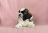 Photo №1. shih tzu - for sale in the city of Wrocław | 532$ | Announcement № 15227