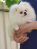 Photo №4. I will sell pomeranian in the city of Tbilisi. private announcement, breeder - price - negotiated