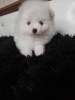 Photo №3. Spitz puppies in good hands. Russian Federation