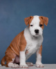 Photo №3. Wonderful Amstaff puppies are waiting for their owners, 