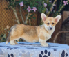 Photo №1. welsh corgi - for sale in the city of Bačka Topola | negotiated | Announcement № 118255