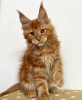 Photo №1. maine coon - for sale in the city of Berlin | 528$ | Announcement № 103865