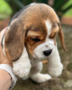 Photo №4. I will sell beagle in the city of Bonn. private announcement - price - 380$