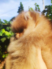 Additional photos: Pomeranian, beautiful puppies