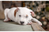 Photo №4. I will sell american staffordshire terrier in the city of Москва. from nursery, breeder - price - 991$