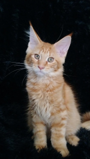 Photo №2 to announcement № 5554 for the sale of maine coon - buy in Russian Federation breeder