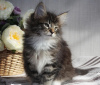 Photo №1. norwegian forest cat - for sale in the city of Manalapan Township | 250$ | Announcement № 108616