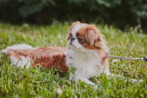 Photo №2 to announcement № 2852 for the sale of japanese chin - buy in Russian Federation from nursery