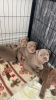 Photo №2 to announcement № 104711 for the sale of american staffordshire terrier - buy in Brazil private announcement