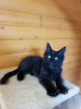 Photo №2 to announcement № 13985 for the sale of maine coon - buy in Ukraine from nursery
