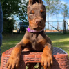 Photo №2 to announcement № 84228 for the sale of dobermann - buy in Finland private announcement