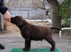 Photo №2 to announcement № 4171 for the sale of labrador retriever - buy in Ukraine from the shelter