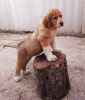 Photo №4. I will sell spanisch mastiff in the city of Voronezh. from nursery, breeder - price - 544$