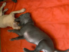 Photo №3. Italian greyhounds blue girl 1 months 4500 AKC Registration. United States