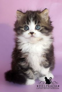 Photo №4. I will sell british longhair in the city of Krivoy Rog. breeder - price - 61$