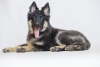 Photo №1. german shepherd - for sale in the city of Freiburghaus | Is free | Announcement № 9239
