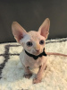 Photo №1. sphynx cat - for sale in the city of Ливерпуль | 264$ | Announcement № 123517