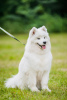 Additional photos: Samoyed puppy from Kiev kennel.