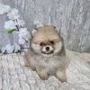 Photo №4. I will sell pomeranian in the city of Paris. private announcement - price - negotiated
