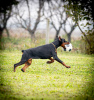 Photo №2 to announcement № 121938 for the sale of dobermann - buy in Serbia 