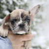 Photo №1. french bulldog - for sale in the city of Амстердам | 1000$ | Announcement № 32306