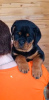 Photo №1. rottweiler - for sale in the city of Krasnoyarsk | negotiated | Announcement № 94033