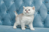 Photo №1. scottish fold - for sale in the city of Berlin | negotiated | Announcement № 74518
