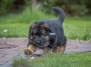 Additional photos: Gorgeous German Shepherd puppies
