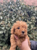 Photo №3. toy poodle. Serbia