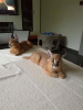 Photo №3. caracal and caracat kittens available. United States