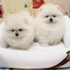 Photo №2 to announcement № 77416 for the sale of pomeranian - buy in Sweden private announcement