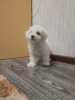 Photo №1. bichon frise - for sale in the city of Zhodino | 316$ | Announcement № 10951