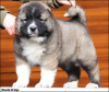 Photo №2 to announcement № 89962 for the sale of caucasian shepherd dog - buy in Serbia breeder