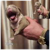 Additional photos: American bully puppy