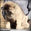 Additional photos: Caucasian Shepherd puppies for sale