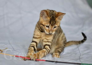 Photo №3. Kitger breed kittens. Russian Federation