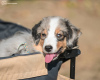 Additional photos: Miniature American Shepherd FCI