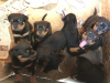 Photo №1. rottweiler - for sale in the city of Wakeley | 580$ | Announcement № 104675