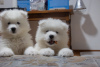 Photo №3. Purebred Samoyed puppies. Germany